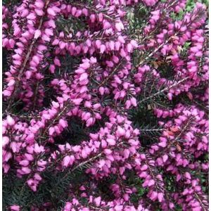 6 x Erica darleyensis - Roze - DOPHEIDE , WINTERHEIDE , VOORJAARSHEIDE pot 10,5 cm