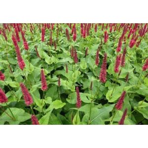 6 x Persicaria amplexicaulis 'Blackfield'® - DUIZENDKNOOP - pot 9 x 9 cm