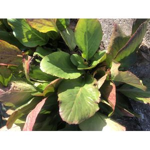 6 x Bergenia Cordifolia - Schoenlappersplant pot 9x9cm