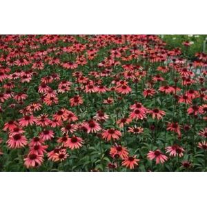 6 x Echinacea purp. 'Sundown'® - Zonnehoed in pot 9x9 cm