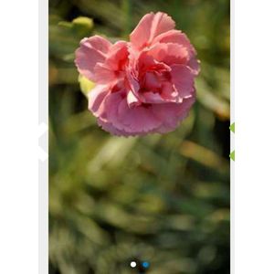 6 x Dianthus plumarius 'Doris' - GRASANJER - pot 9 x 9 cm