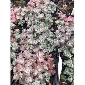 6 x Sedum spathulifolium 'Purpureum' - Vetkruid - pot 9 x 9 cm