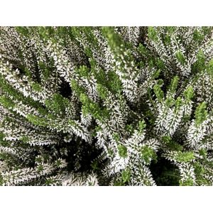12 x Calluna vulgaris wit/blanc - Struikheide 10- 12 cm in P10,5