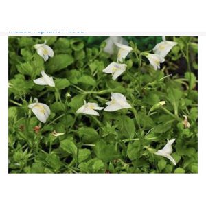 6 x Mazus reptans 'Albus' - WITTE MAZUS - pot 9 x 9 cm