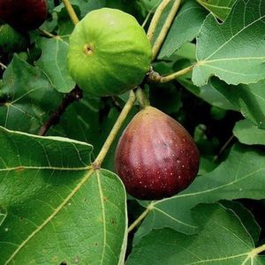 Ficus carica 'Brown Turkey' - Vijgenboom 40- 50 cm in pot