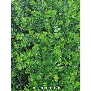 6 x Lonicera nitida 'Maigrun' - CHINESE KAMPERFOELIE - pot 9 x 9 cm