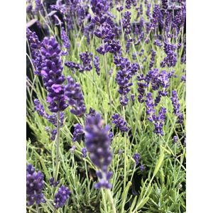 4x Lavandula angustifolia Hidcote XL - Lavendel in 3 liter pot