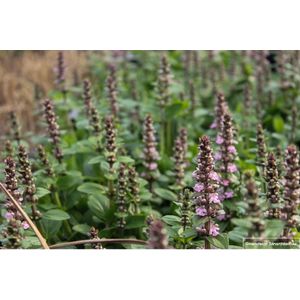 12 x Ajuga reptans 'Rosea' - Kruipend Zenegroen in 9x9cm pot