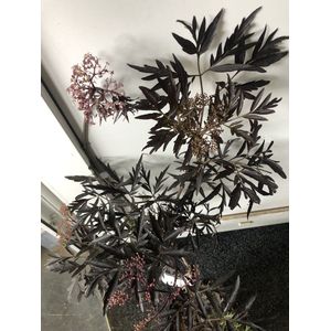 Sambucus nigra 'Black Lace'® - Donkerpaarse vlier - 20 -25 cm in pot.