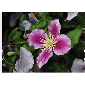 1 x Clematis 'Piilu' - BOSRANK - 50-60 cm in pot.