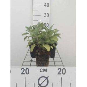 6 x Salvia officinalis 'Berggarten' - Breedbladige salie - pot 9 x 9 cm