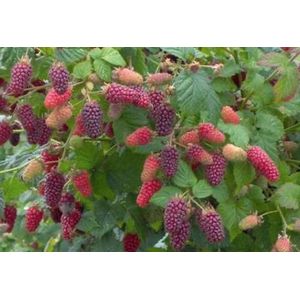 2x Rubus Taybes 'Tayberry' - Taybes Struik  - Set van 2 fruitheesters