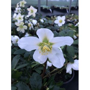 6 x Helleborus Niger - Kerstroos pot 9x9cm winterbloeier