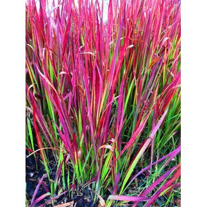 4x Imperata cylindrica 'Red Baron' XL - Japans bloedgras in 3 liter pot