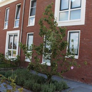 Oude Perenboom - Conference | Laagstam +/- 15 jaar