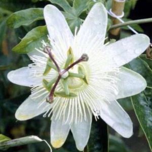 Passiflora caerulea 'Constance Elliot' - BLAUWE PASSIEBLOEM 50 60 cm in pot