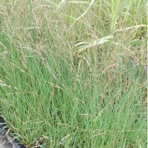 6 x Molinia caerulea 'Edith dudszus' - PIJPENSTROOTJE - pot 9 x 9 cm