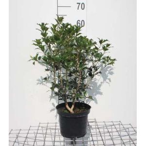 2 x Osmanthus heterophyllus - Schijnhulst 30-40 cm in pot