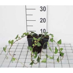 12 x Hedera Helix - Gewone klimop pot 9x9cm