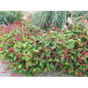 3 x Persicaria amplexicaulis ‘Lisan’ - Duizendknoop - in pot 9 x 9 cm