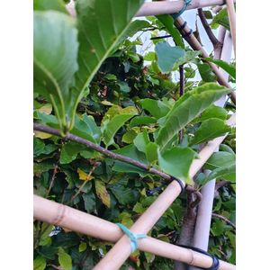 Leimagnolia - Magnolia kobus | Omtrek: 6-10 cm | Hoogte: 270 cm