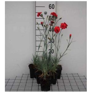 6x Dianthus Plumarius ‘David’ - Grasanjer - Pot 9x9 cm