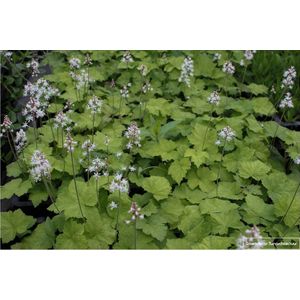 6 x Tiarella cordifolia - PERZISCHE MUTS , SCHUIMBLOEM - pot 9 x 9 cm