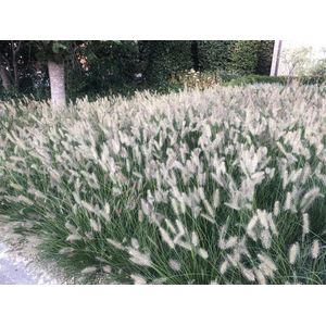 24x Pennisetum Hameln Lampenpoetsersgras in 9x9cm pot