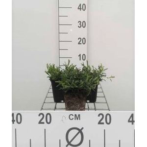 6 x Dianthus deltoides 'Brilliant' - Steenanjer/Zwolse anjer -  pot 9 x 9 cm