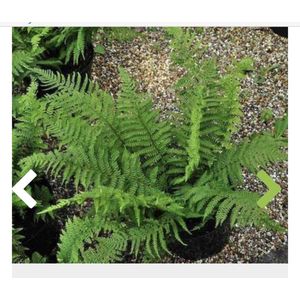 6 x Polystichum setiferum 'Plumoso densum' - ZACHTE NAALDVAREN 'PLUMOSO DENSUM' , ZACHTE SCHILDVAREN'PLUMOSUM DENSUM' - pot 9 x 9 cm