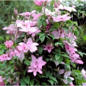 1 x Clematis 'Hagley Hybrid' - BOSRANK - 50-60 cm