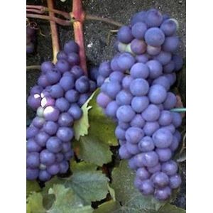 Vitis 'Boskoop Glory' blauw- Druif  40-60 cm