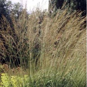 6 x Molinia arundinacea 'Windspiel' - PIJPENSTROOTJE - pot 9 x 9 cm