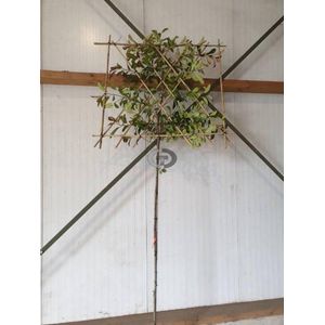 Lei-Glansmispel - Lei Photinia fraseri Red Robin | Omtrek: 6-10 cm | Hoogte: 320 cm