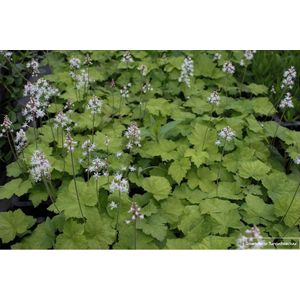 12 x Tiarella cordifolia- Perzische muts in pot 9x9 cm
