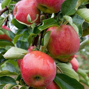 Appelboom - Malus Jonagold | Omtrek: 10-14 cm | Hoogte: 300 cm