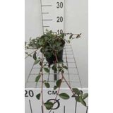 6 x  Cotoneaster dammeri - DWERGMISPEL - pot 9 x 9 cm