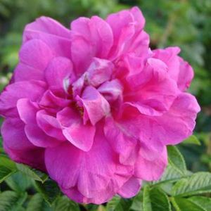 ROSA 'HANSA' - Bottelroos in pot