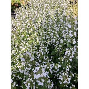 6 x Calamintha nepeta ssp. nepeta - Bergsteentijm - pot 9 x 9 cm