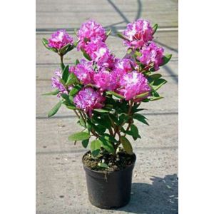 Rhododendron (t) 'Alfred' 40-50 cm RHODODENDRON