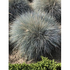 6 x Festuca Glauca 'Elijah Blue' - Zwenkgras of schapengras pot 9x9cm