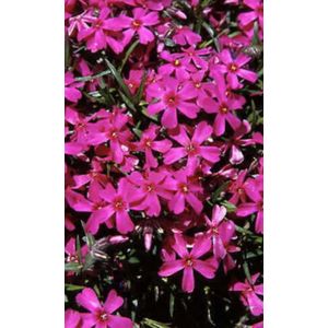 6 x Phlox subulata 'Atropurpurea' - VLAMBLOEM , KRUIPENDE VLAMBLOEM - pot 9 x 9 cm