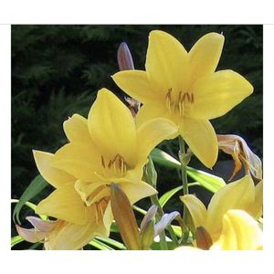 6 x  Hemerocallis 'Corky' - DAGLELIE - pot 9 x 9 cm