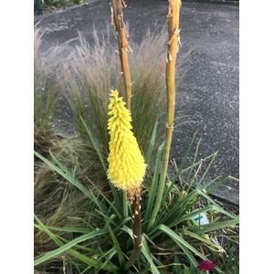 6 x Kniphofia citrina - Vuurpijl, fakkellelie in pot 9 x 9 cm