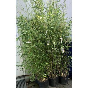 1 x Phyllostachys aurea GOUDEN BAMBOE, REUZENBAMBOE 150- 200 in C18 liter pot