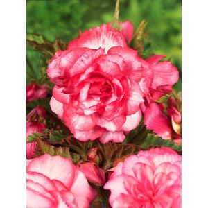 20x Begonia 'Bouton de rose' - BULBi® Bloembollen met bloeigarantie