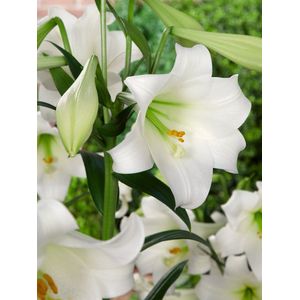 20x Lelie 'White present' - BULBi® Bloembollen met bloeigarantie