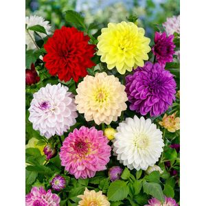 12x Dahlia 'Decoratief gemengd' - BULBi® Bloembollen met bloeigarantie
