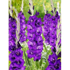 100x Gladiolen 'Purple flora' - BULBi® Bloembollen met bloeigarantie