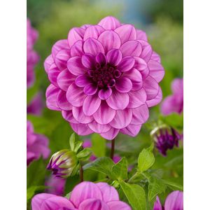 8x Dahlia 'Bluetiful' - BULBi® Bloembollen met bloeigarantie